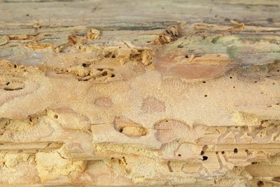 Insect Damaged Outdoor Furniture
